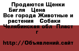 Продаются Щенки Бигля › Цена ­ 35 000 - Все города Животные и растения » Собаки   . Челябинская обл.,Пласт г.